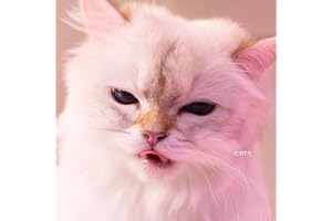 【Amazon.co.jp限定】cats (通常盤)(特典:コットン巾着付) ※応募シリアルナンバーは付きません。
