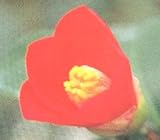 一重 出雲大社赤ヤブ 12cmポット 1本