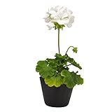 花市場直送便 花苗 ゼラニューム 白 8入