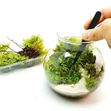 【スターターキット】 S：10ｃｍ LEDライト付 苔テラリウム 作成キット 苔セッ ト 白砂 カラーサンド ハンドメイド 自作キット 手作り ギフト