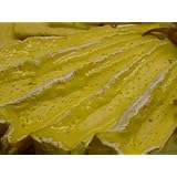 Amazon 東京468 ブリ・ド・モー A.O.C (白カビチーズ) 1/16 カット