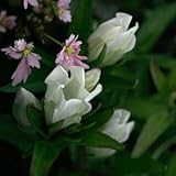 白花ササリンドウ