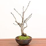 桜盆栽:雅桜(信楽焼金彩足付丸鉢)*みやび桜