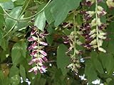 ムクナ豆（ホワイト）の種 (50粒)