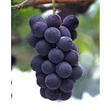 果樹苗 ブドウ 巨峰 （ きょほう ） 1年生苗