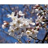 桜[サクラ・エドヒガン系]：染井吉野[ソメイヨシノ]接木苗4～5号ポット ノーブランド品