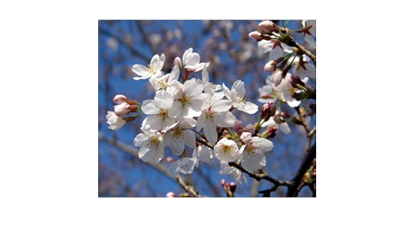 Amazon 桜 サクラ エドヒガン系 染井吉野 ソメイヨシノ 接木苗4 5号ポット Diy 工具 ガーデン