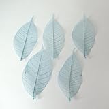 スケルトンリーフ（ミニ）ブルー　5枚入り【ドライ】