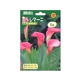春植え球根 カラーレマーニ ピンク (139916)
