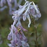 [ コリダリス・フレクスオーサ ] パールデビット