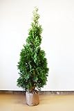 [送料無料] 自信の自家生産 コニファー グリーンコーン 120-150cm シンボルツリー 生垣 目隠し にオススメです！ 植木 庭木 苗木