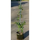 ホンサカキ (本榊) 7号ポット