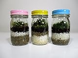 【 翔美苑 】苔テラリウムキット 3Koket's カラー(マンジュウゴケ、ハイゴケ、スナゴケ)