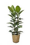 花市場直送便観葉植物 ゴムの木 8寸鉢
