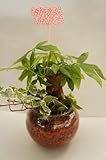園芸農家から新鮮な苗を届けます。観葉植物寄せ植え2種　バブルボール12