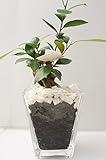 【モノトーンの観葉植物なのでどんなお部屋にもぴったり♪】　ハイドロカルチャー　観葉植物　ガジュマル スクエアガラスベース大（炭）白石のせ