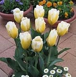 チューリップ　スィートハート　５球入