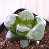 miハオルチア スプリングボクブラケンシス 多肉植物 ハオルチア 7.5cmポット