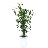 Amazon ポポラス ２個セット 花粉症に効く ゆらゆら ユーカリ 観葉植物 インテリア 観葉植物 オンライン通販