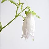 (山野草)白花ホタルブクロ(白花蛍袋)3号(1ポット) 本州・四国限定[生体]