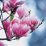 30 pcs magnolia seed, magnolia tree, magnolia flowers seed for home garden DIY ornamental-plant 7