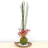 きりりとした立ち姿のトクサと足元には美しい紅葉が魅力のナンテン【トクサ・南天の苔玉・くらま岩器・敷石セット】 (敷石の色（白石）)