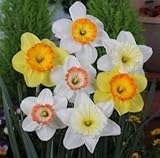 スイセン　カップ咲混合　５球入