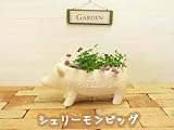 植木鉢 鉢 おしゃれ テラコッタ 素焼き グラスファイバー 白 軽量 耐凍結仕様 寒冷地 かわいい動物のシルエットポット 【シェリーモンピッグポット】
