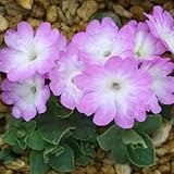 [ プリムラ・アリオニー ] ワーフェデイル・スーパーブ