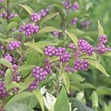 コムラサキ ポット苗