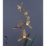 和蘭：一葉2.5号ポット[育てて咲かせるランの苗 すばらしい香りの和蘭] ノーブランド品