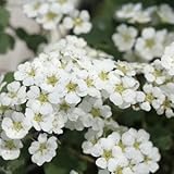 ミツデイワガサ