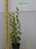 西洋カマツカ株立ち