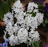 プスキニア　リバノチカ　１０球入