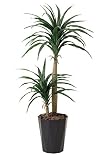 造花アート・観葉植物　ドラセナコンシンネ1.3＜ お中元 お歳暮 フラワーギフトに＞