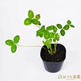 クローバー レッド 【苗】 ９ ｃｍ ポット ＜当店は 苗 種 鉢 培養土 ニーム の専門店＞