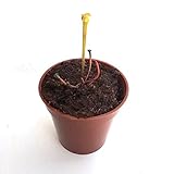 【食虫植物】Sarracenia flava var. maxima (side spoted) (seedling) (サラセニア フラバ var. マキシマ サイドスポッテッド) 実生系【Baby