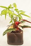 【業界初!!!!　純国産ひのきを使用した観葉植物。お部屋に広がるひのきの香りで癒しの空間に。自動給水だからお世話が簡単です♪】　観葉植物　ハイドロカルチャー　二種寄せ植え　自動給水鉢　ひのき　※説明書