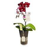 ミニ胡蝶蘭 タンブラースリムポット3号鉢植え 1本立て /お中元 ギフトに花のプレゼント 生花 鉢植え 開店祝いに 母の日 父の日 敬老の日 おじいちゃん おばあちゃん (花ピンク鉢ブラック)