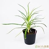 クローブ ピンク 【苗】 9cmポット ＜当店は 苗 種 鉢 培養土 ニーム の専門店＞