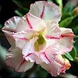 Adenium obesum Bonanza - Karoo rose - desert rose - impala lily - 3 seeds