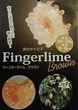 フィンガーライム　ブラウン　：果樹苗