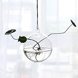 Lovoski 植物栽培容器　 植物栽培花瓶　植物 花 装飾 花瓶 ボトル ぶら下げ クリア ガラス 壁 水耕栽培 プレゼント 雑貨 飾り 結婚式 容器 コンテナ 吊り ガラス 吊り花瓶