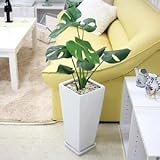 モンステラ 7号 ホワイトスクエア陶器鉢 Ｚタイプ