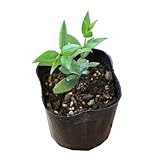 (観葉) ハーブ苗 ミント マートル 3号(1ポット) 家庭菜園 本州・四国限定[生体]