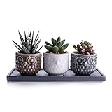 T4U 7cm フクロウパターン 多肉植物、サボテン鉢 フラワーポット 植木鉢 バンブートレイ付き 3色セット