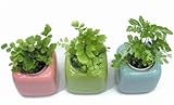 キューブポット3種しだセット