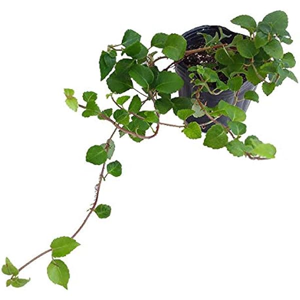 Amazon ツルアジサイ 蔓紫陽花 3号ポット6株セット つる性植物 壁面緑化や立木に 花