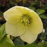 一重咲き・中輪 クリスマスローズ　 プレムアムコレクション　 ピュアイエロー　 9cmポット2017年秋の新苗 花苗 ガーデニング 寄せ植え