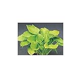 オンリーワン　植栽・大株ギボウシ　ギボウシ・オーガストムーン　　UN6-TGOG